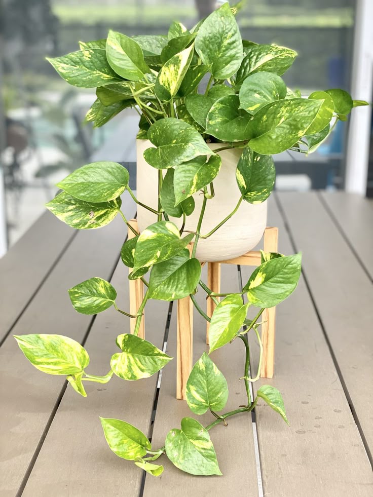 Pothos Golden